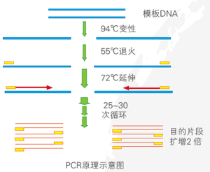 PCR原理示意图.png
